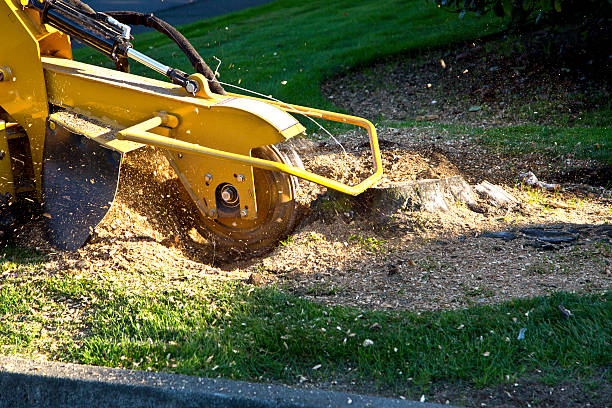 Tree Service Company in Herscher, IL